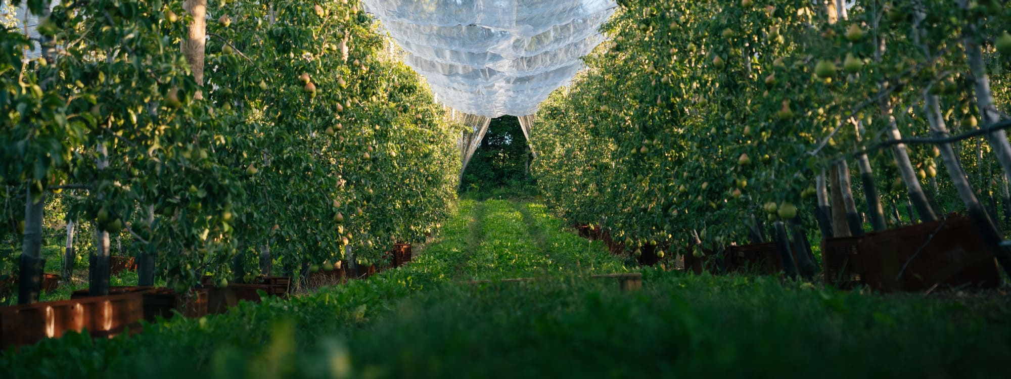 IGP-pommes-et-poires-de-Savoie-Slider-verger