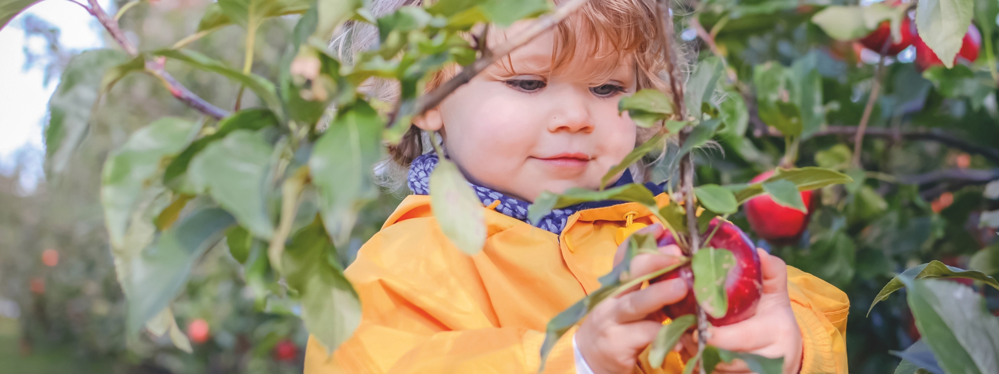 IGP pommes et poires de Savoie-Slider enfant dans les vergers