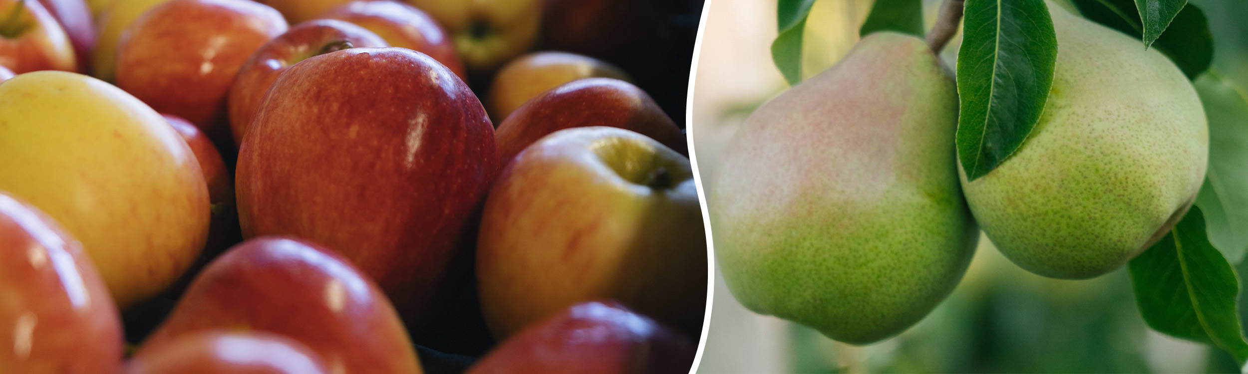 Slider pommes poires de savoie IGP - montage fruits